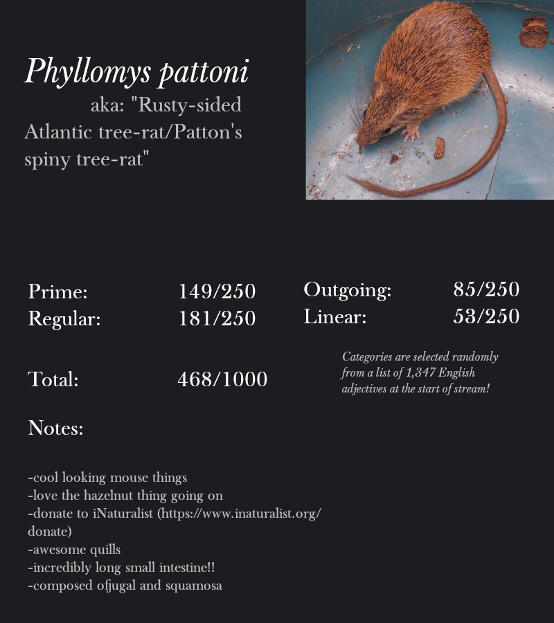 Phyllomys pattoni